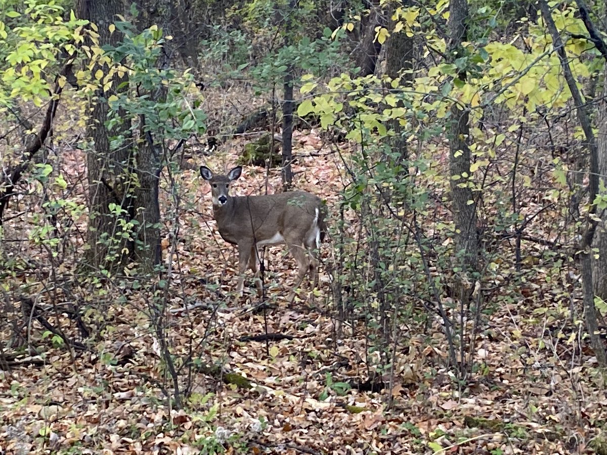 LomboTonka's tweet photo. Out for a mindful walk on a gorgeous Friday school day …a group marched over a creek and we spotted a few deer out for a graze! Good stuff! #positivelydirected #allhadfun #eventheskeptics https://t.co/Q7ZsDdPV4j