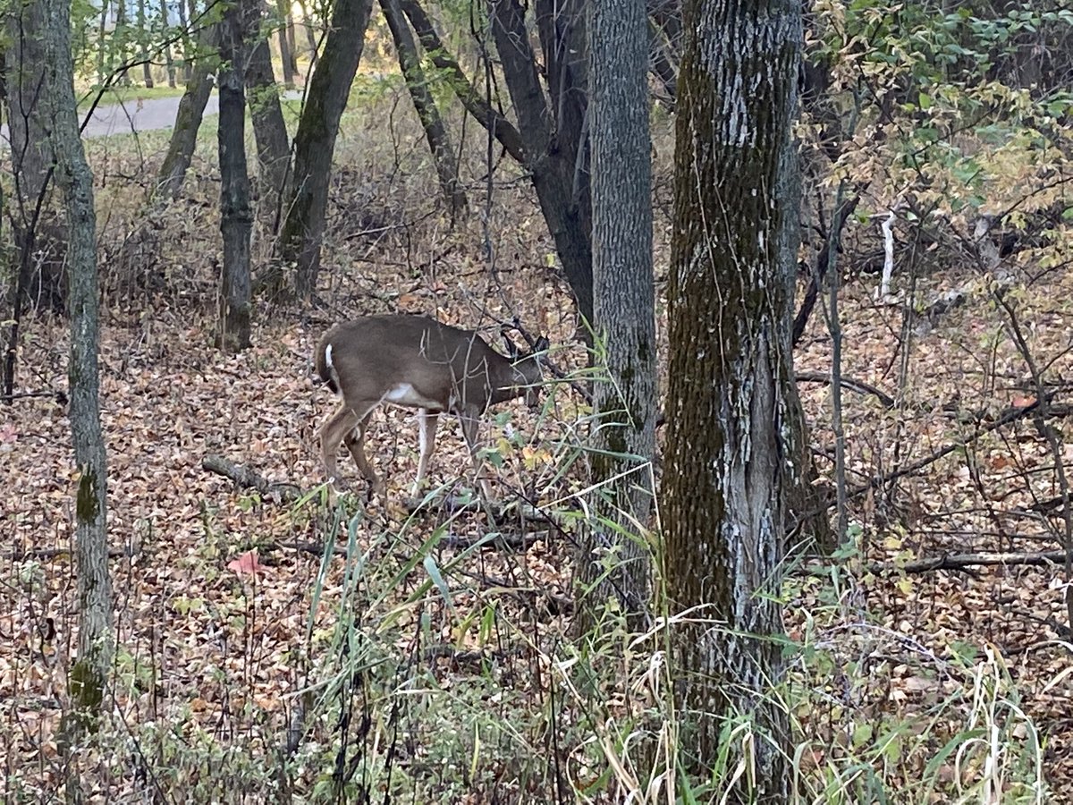 LomboTonka's tweet photo. Out for a mindful walk on a gorgeous Friday school day …a group marched over a creek and we spotted a few deer out for a graze! Good stuff! #positivelydirected #allhadfun #eventheskeptics https://t.co/Q7ZsDdPV4j