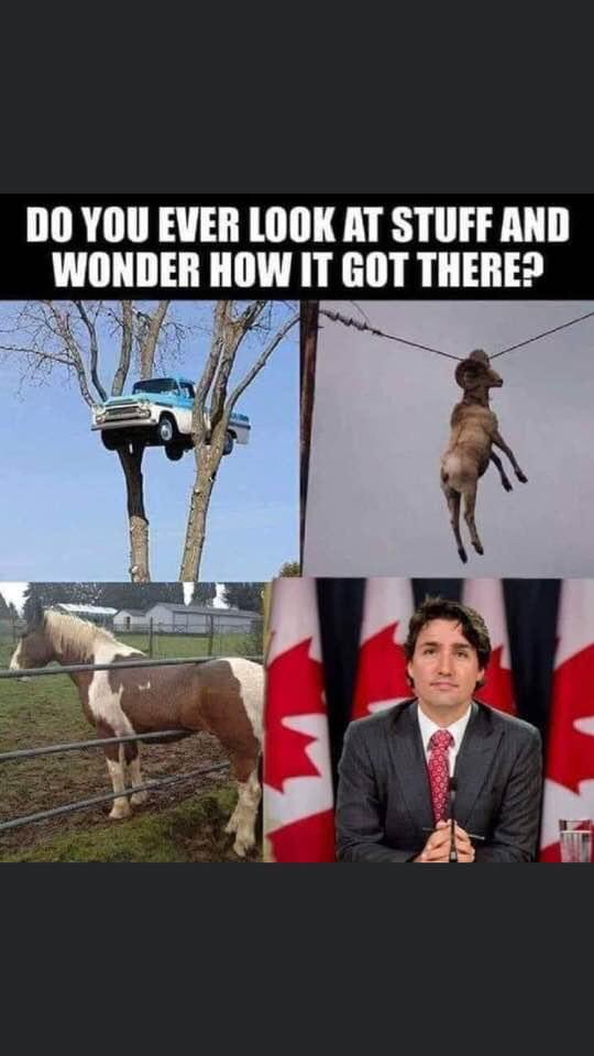 judy_schade's tweet photo. @DrGillLeighton @Chaos_JC_ @erinotoole @PierrePoilievre #TrudeauworstPMever #TrudeauHatesCanada #BreakingCanada https://t.co/ONgVuneaq1