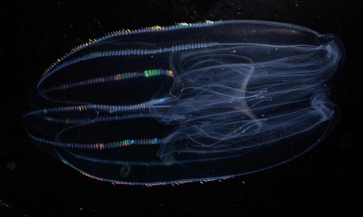 The ctenophore (comb jelly) Bolinopsis, which can live from the surface to below 2000 meters. Other closely related species are found in the tropics and in polar waters, making them an excellent candidate for comparative studies. 
Ctenophore membranes have different lipid compositions, with chain length and double bond index (unsaturation levels) varying with their habitat. 