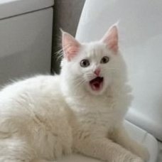 prodchika's tweet image. 