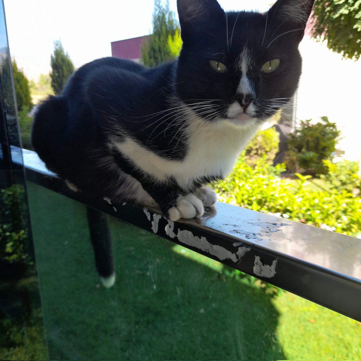 Aydin cevresinde bu guzellige yuva .. erkek 1 yaslarinda uysal bir cocuk cins olmadigi icin şansi olmayan Allahin emaneti bu güzelliğe yuvasini acacak ona sevgi verecek bir aile ariyoruz.