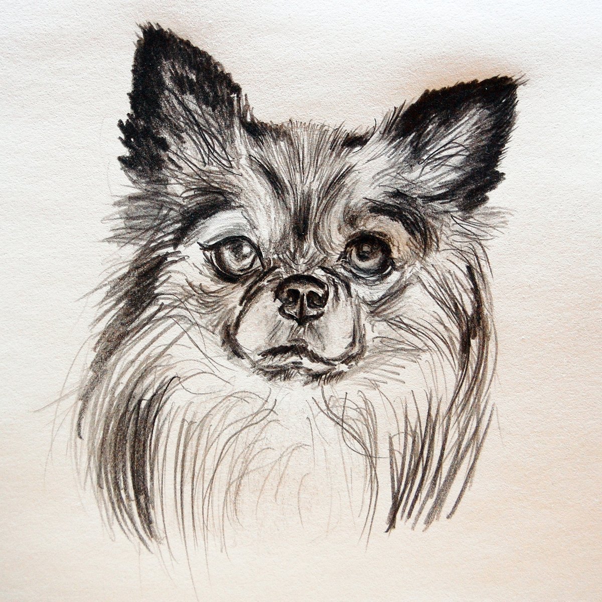 #pencildrawing on paper #chihuahua #dogdrawings #dogs #dog #animalart #animaldrawings #freehanddrawing #sketch #sketchbook #sketches #art #fineartdrawing #drawings #drawing #chihuahuadrawings