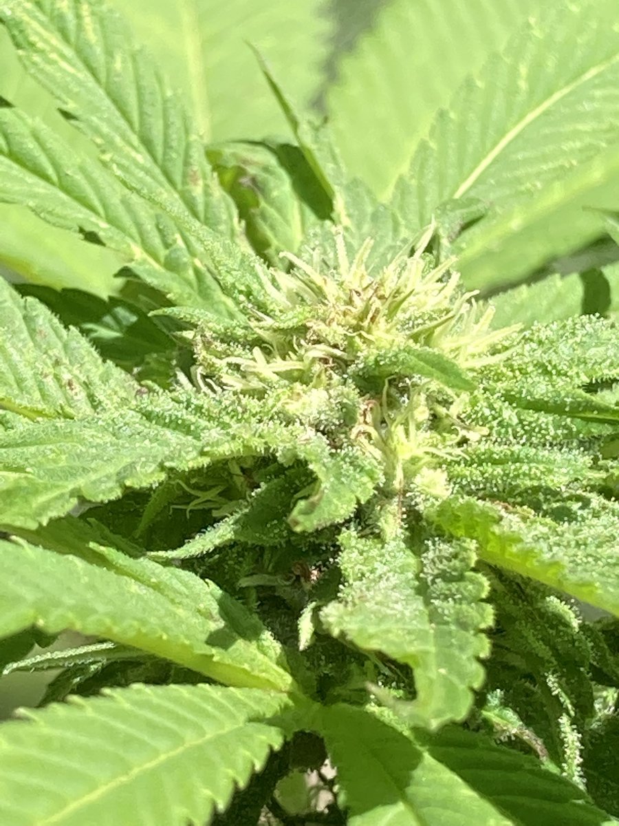pissedonandoff's tweet photo. @AngelOfCannabis And it directly connects you to #DUBER ?
👍👍 https://t.co/7PKtbpiwnW