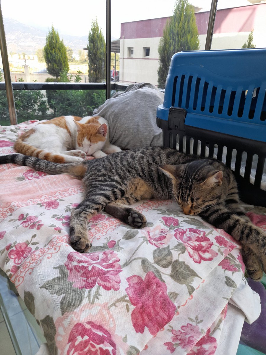 Sessiz meleklerime yuva çok uysal dostlar ..acil yuva aydin cevresi olursa iyi olur..tekir dişi 8 aylik..sarı olan erkek 7 aylik civari..