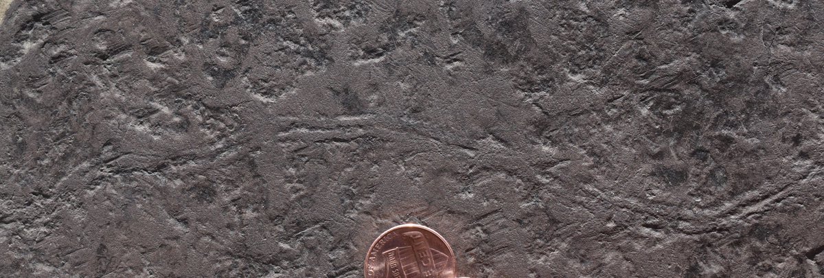 Dr_P_Getty's tweet photo. For #FossilFriday, here's Trisulcus laqueatus, a trail from the #Jurassic of Massachusetts. Any ideas what made it? #Ichnology Coin is 1.9 cm in diameter. https://t.co/xJ47BpSS2Z