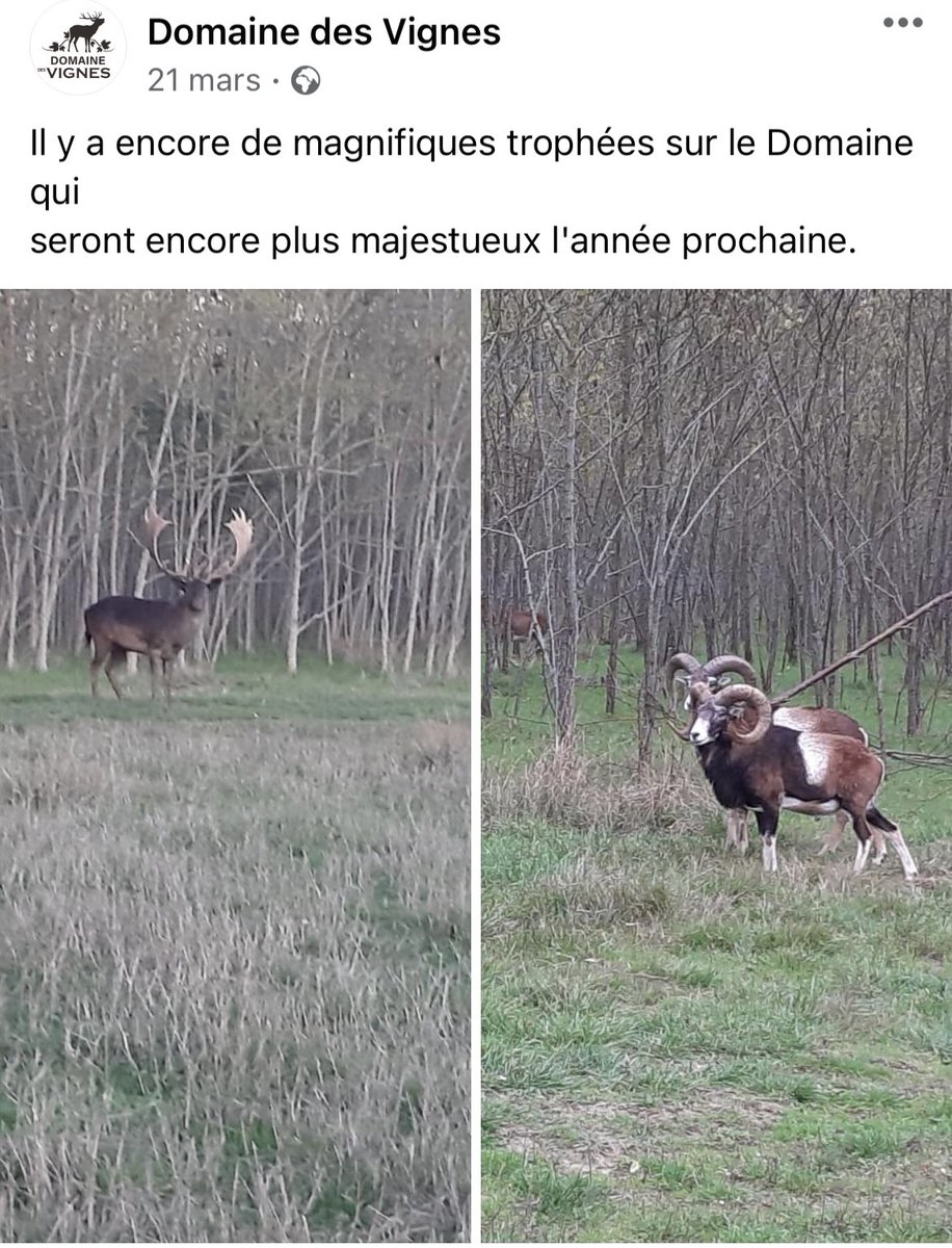 CharlyBoudet's tweet photo. Petits extraits de la page Facebook du domaine. Les chasseurs peuvent abattre aussi des mouflons…. https://t.co/iFG6J4VCN5