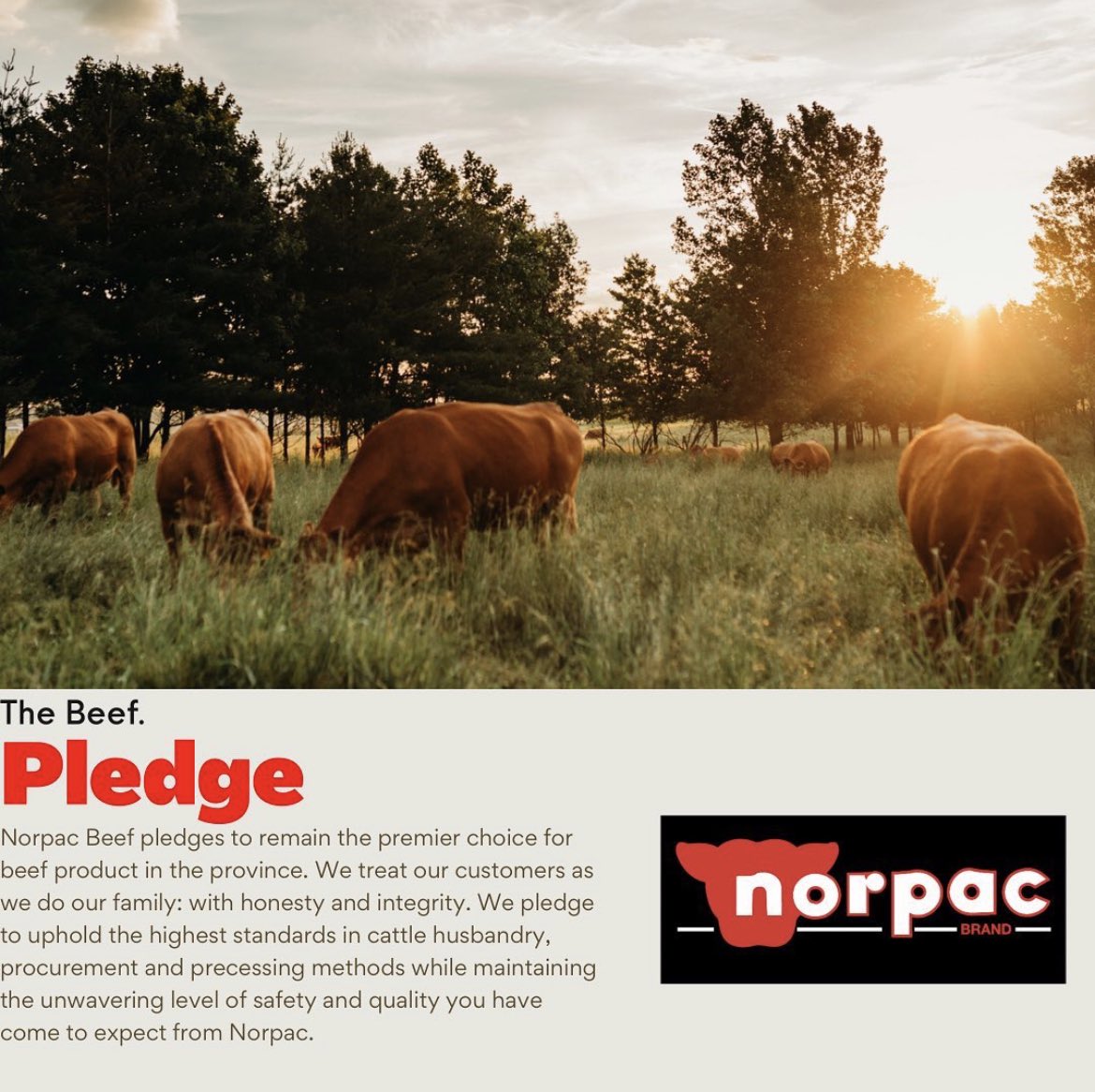 NorpacB's tweet photo. All cattle selected for Norpac Beef programs have spent most of their time on grass pastures with their respective herds, after which they spend a short time housed in top quality facilities on a fully balanced grain ration. https://t.co/4O67oJvAbV