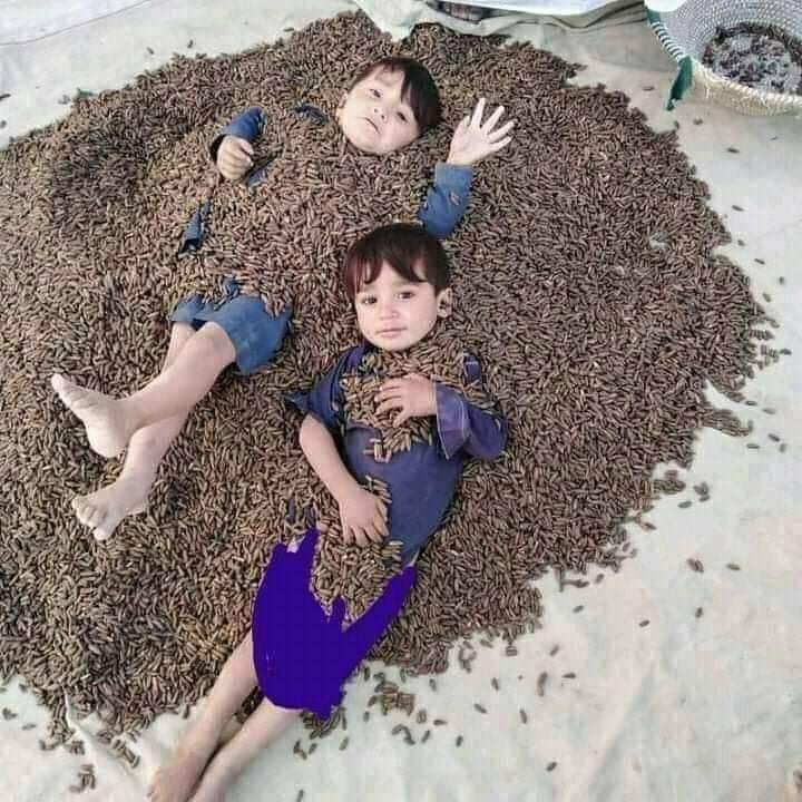 HayatPreghal's tweet photo. Pine Nuts 
(The Waziristani Gold) 
وزیرستان کا سونا 
چلغوزہ 
🌹❤🌹 https://t.co/60uGm7ePAo