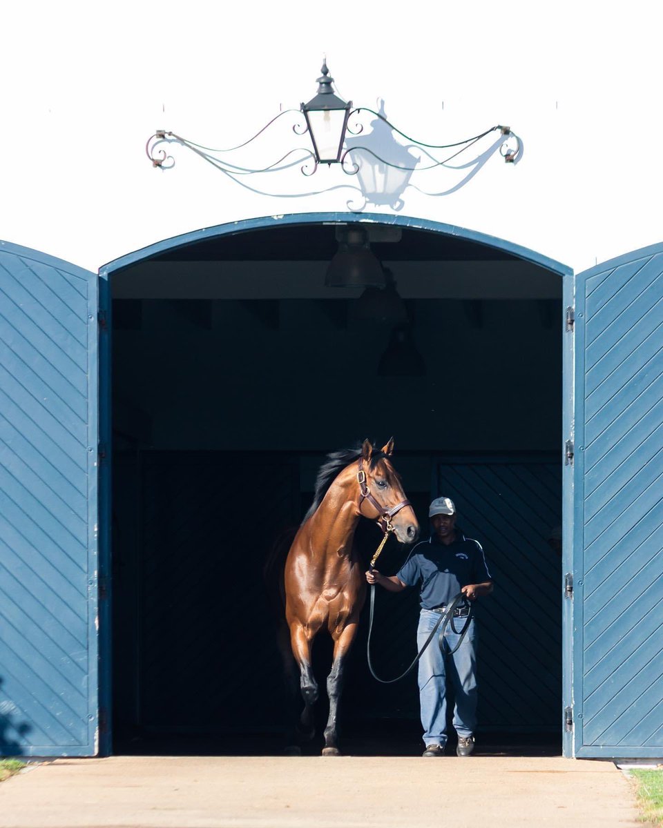 DrakensteinStud's tweet photo. It is with deep sorrow that we announce the passing of Duke Of Marmalade. He died peacefully in his paddock this morning. He was a hero to many on the racetrack including ourselves, and a true gentleman at stud. https://t.co/EOpObzfPKh