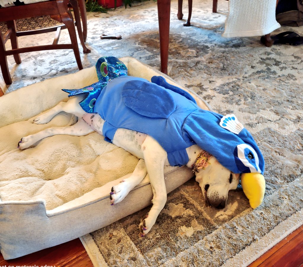 MirandaRider's tweet photo. Ever since @GogoRulz got that side-hustle as an emotional support animal at the airport, she's been utterly exhausted. https://t.co/UcWdSxs2B4