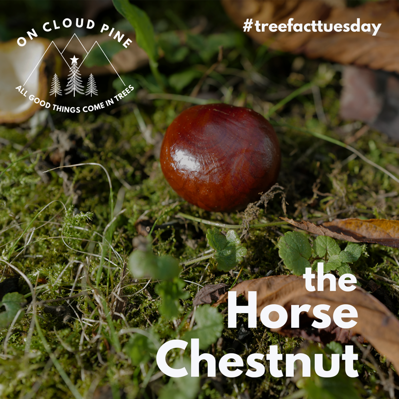 OnCloudPine's tweet photo. It's #treefacttuesday 🌳 

The Horse Chestnut - are the very essence of autumn with young and old playing conkers! Living for up to 300 years, chestnut trees can grow to around 40m #horsechestnut https://t.co/vz7q6bQWYU