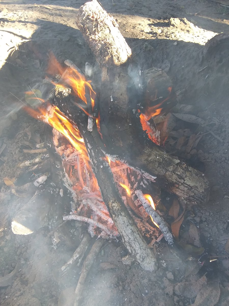 tammy4u2nv's tweet photo. I have already told Nina that if she catches another squirrel today, we are NOT fucking around.  We are gonna eat that punk bitch!!  #flamebroiled #TreeRat🔥🌳🐿 🌳🔥 https://t.co/vGonmtSTYG