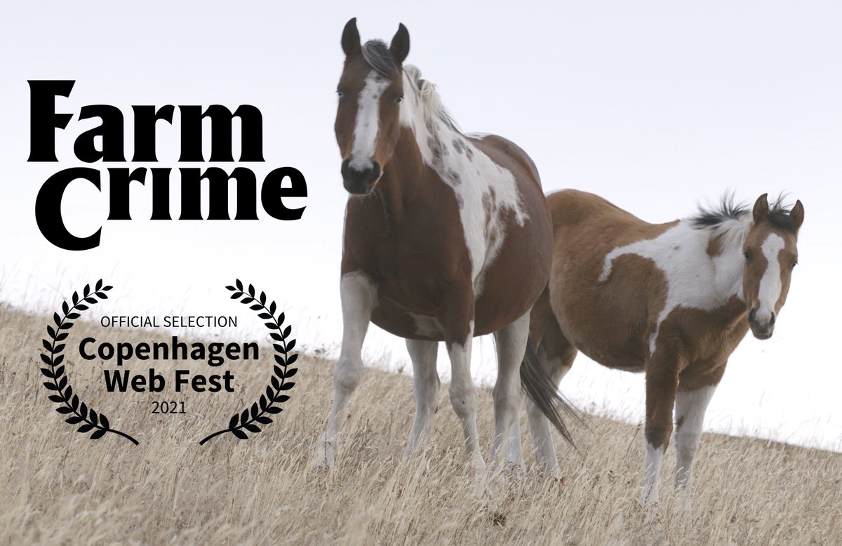 FarmCrime's tweet photo. Excited to be screening in Copenhagen this weekend at #CPHWebfest! 📽️🇩🇰 https://t.co/Ns88rsqmdp