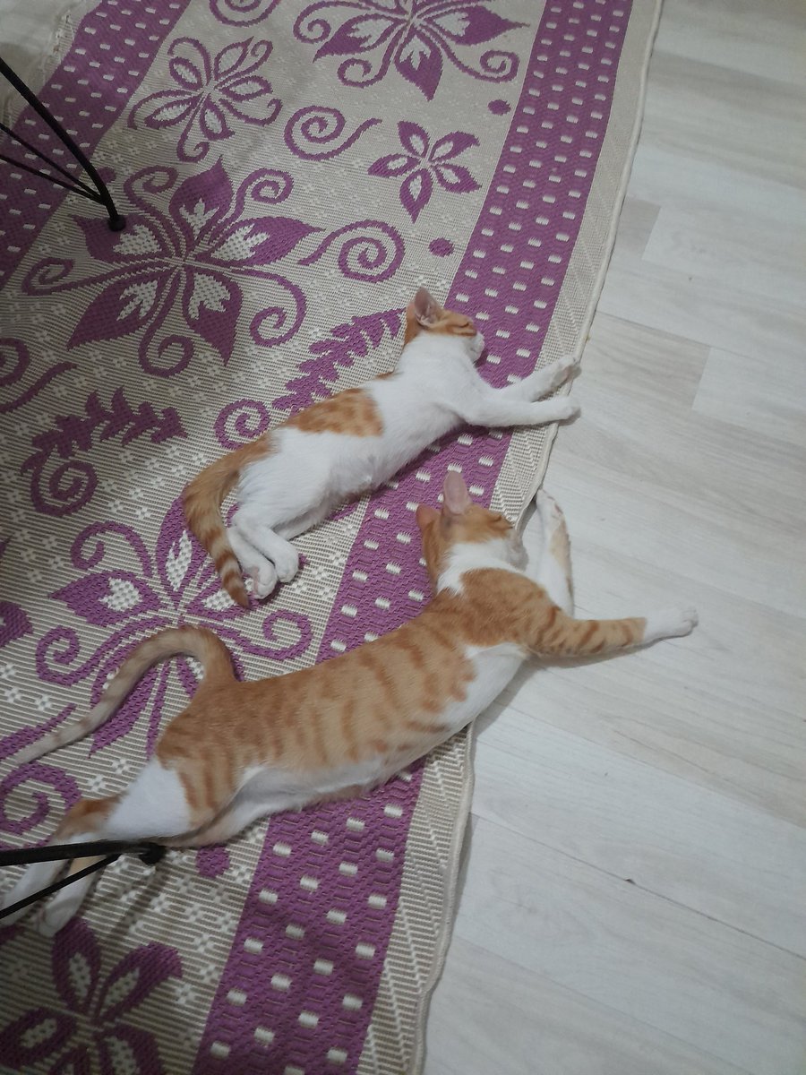 Aydın çevresi yuva..
Lütfen onlara sicak yuvasini açacak dosluklarini sevgilerini hak edecek bir melek kadar zararsiz uysal pamuklara acil yuva ..