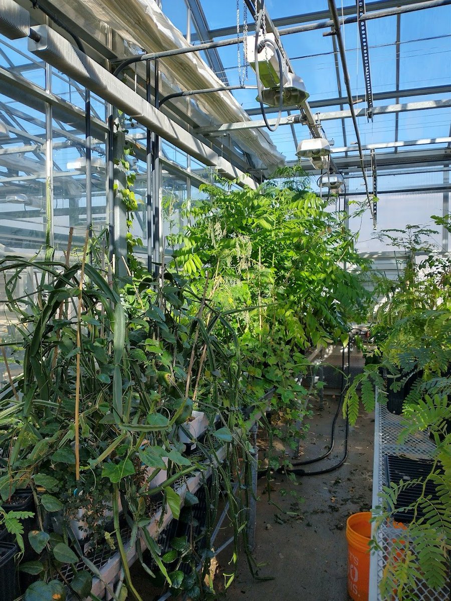 jennifer_pow's tweet photo. Repotting tropical tree and liana saplings with @BoteroAriadna @Laura_ToroG @phamtbchau @Vivsack all day in the greenhouse = AWESOME! https://t.co/077LMWKwq9