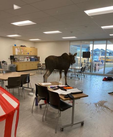 Analysis: Is Canada's public education system failing our moose?