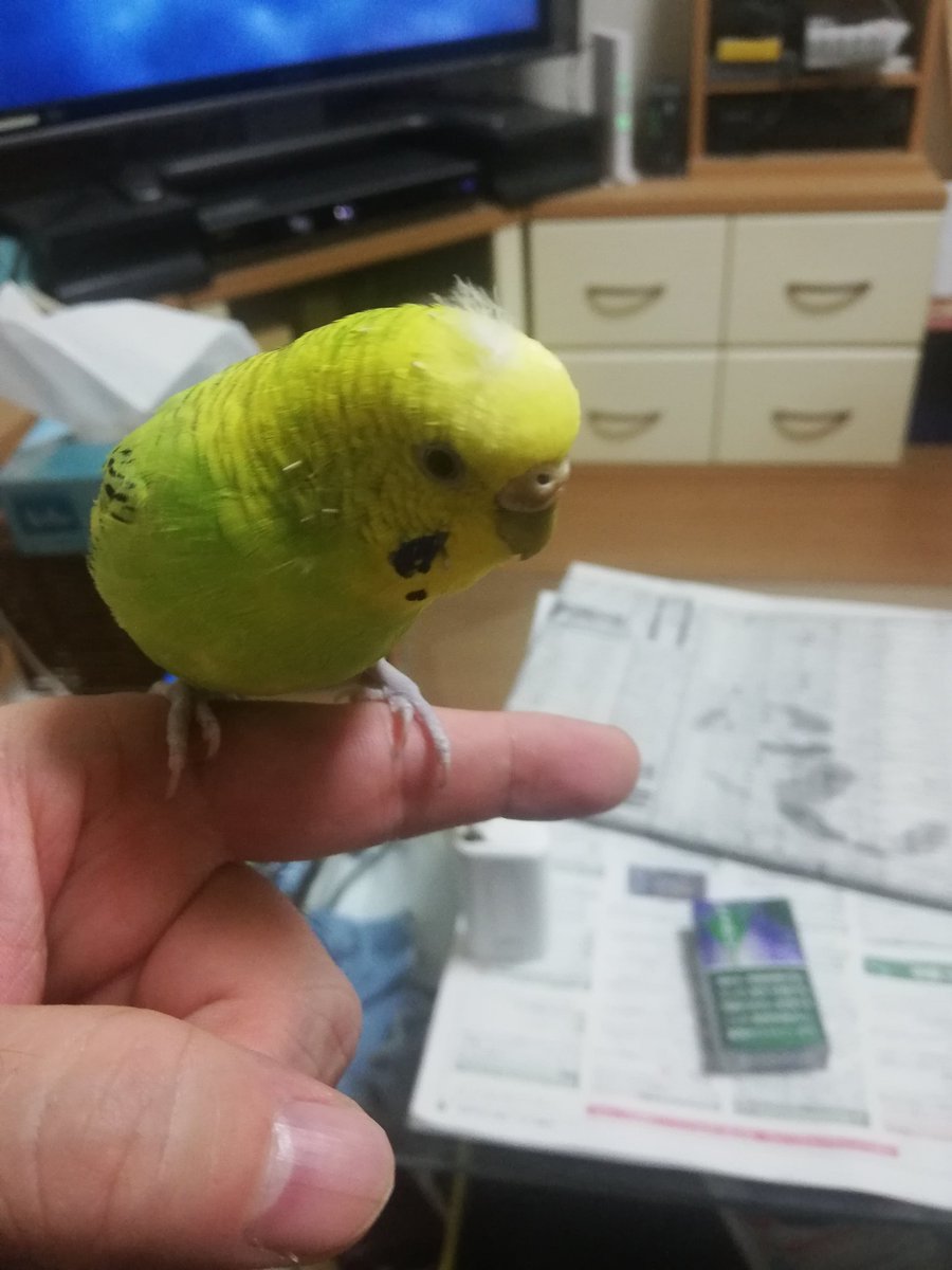 #セキセイインコのなち
今日のなっちゃん🕊️❤️