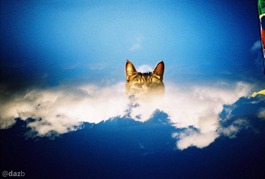 dazb's tweet photo. Artemis In The Sky.
---
📷 Lomography LC-A+.
🎞 Kodak Ektachrome E100GX.
🔗 https://t.co/OP6d7oY92k
🏷 #favourites #splitzer #Cat #xpro #fridayFavourite #filmPhotography #believeInFilm #35mm #iShootFilm
. https://t.co/4kYorHbQDz