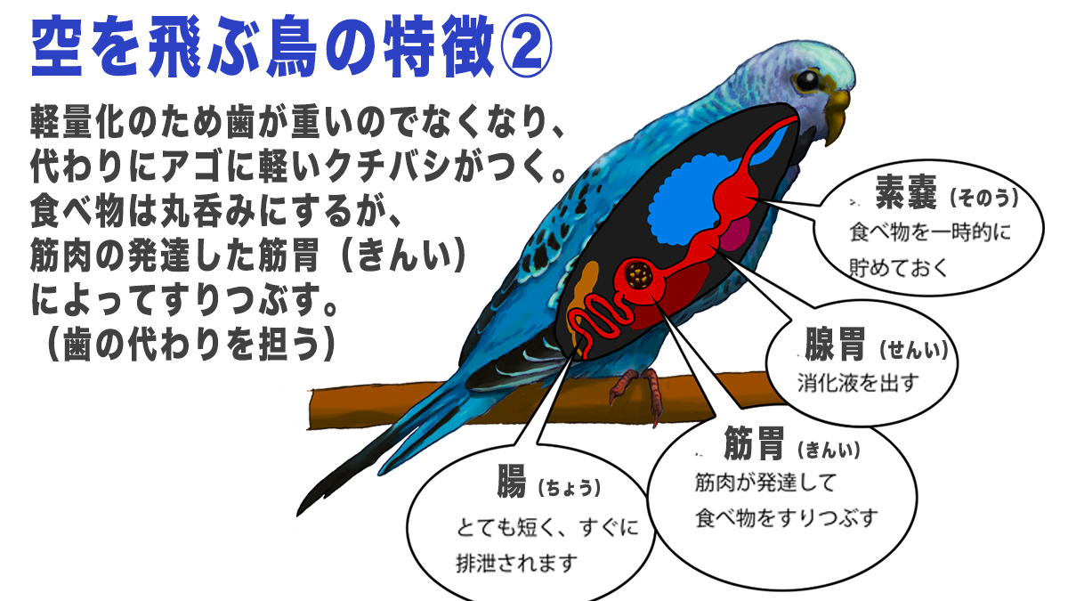 鳥 の 筋肉
