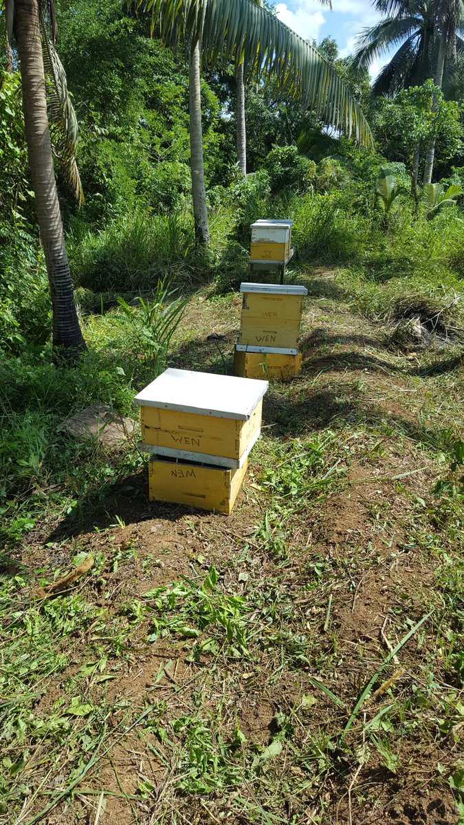 progress1962's tweet image. Bees