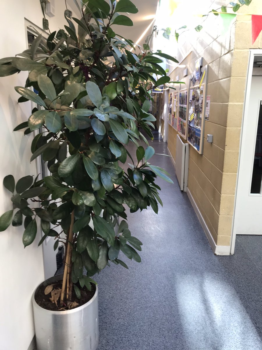 sarahcreates's tweet photo. Three years ago @RoseMAlexander donated five unloved plants to @KentishTownCC. Everyday they make our community space healthier and happier. Thank you @RegentsPlace #KentishTown https://t.co/iWXqjS26Ir