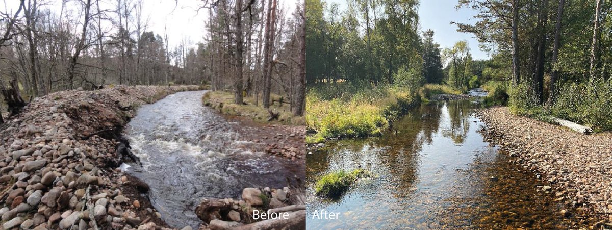 More #COP26 #generationrestoration! This time a perfect example of how the removal of artificial constraints to enable a #naturalriver process for a #rewilding ecological benefit.  #riverrestoration #biodiversity #habitat #Alltlorgy @RSKGroup