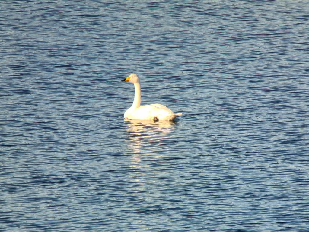 Whooper Swan on the main lake at College Lake this morning (10:30).