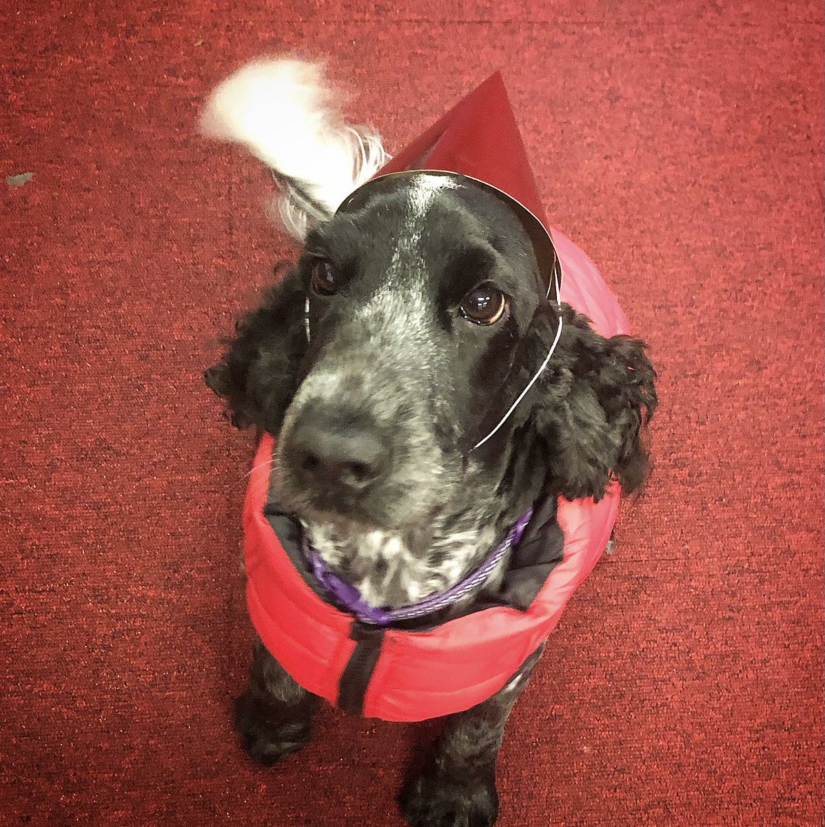 Michellebdavie2's tweet photo. HAPPY 3️⃣rd BIRTHDAY to our beautiful therapy dog Kora ❤️ we have a morning of fun, doggy cookies and lots of party games @MrsKHutchings xxx https://t.co/SEEDSLWxat