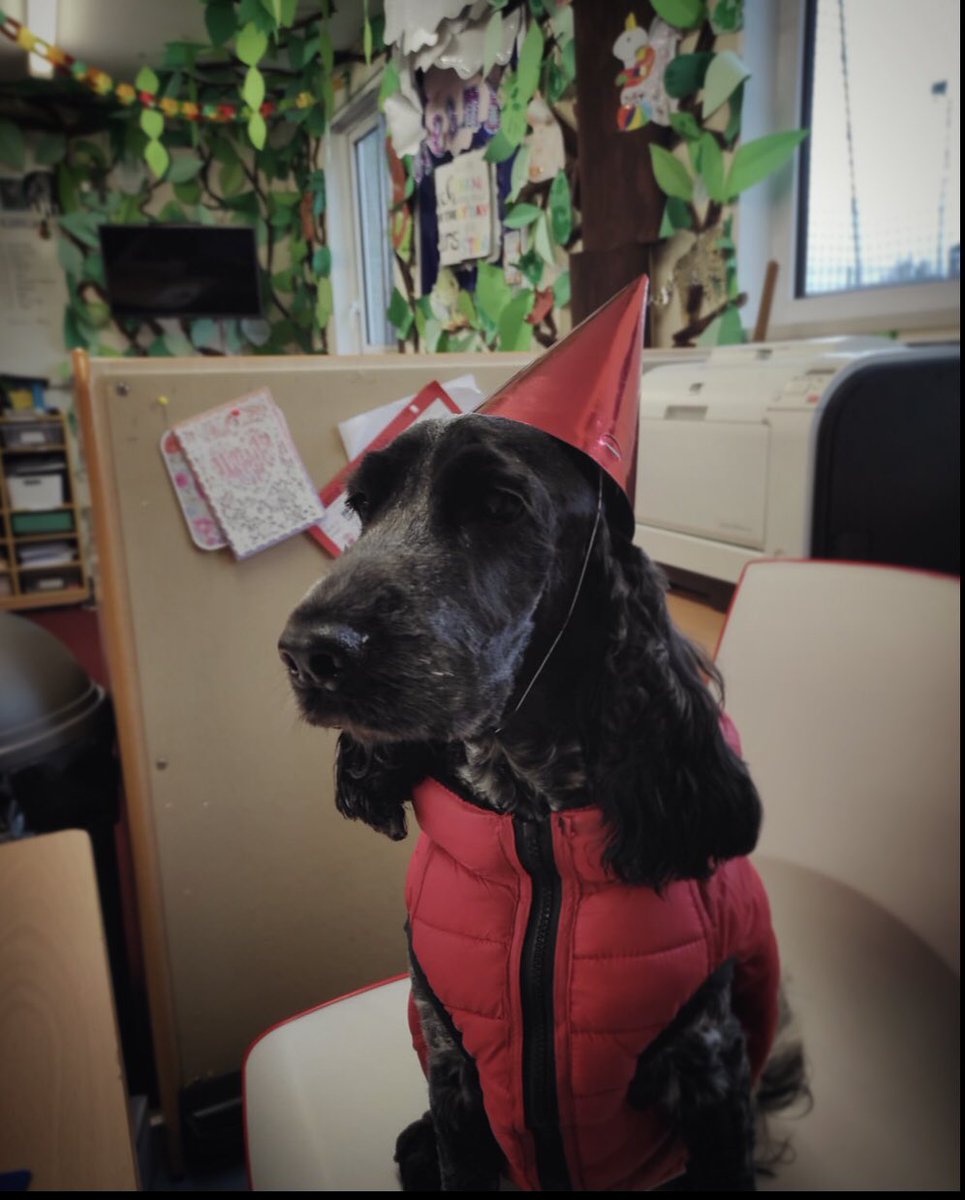 Michellebdavie2's tweet photo. HAPPY 3️⃣rd BIRTHDAY to our beautiful therapy dog Kora ❤️ we have a morning of fun, doggy cookies and lots of party games @MrsKHutchings xxx https://t.co/SEEDSLWxat