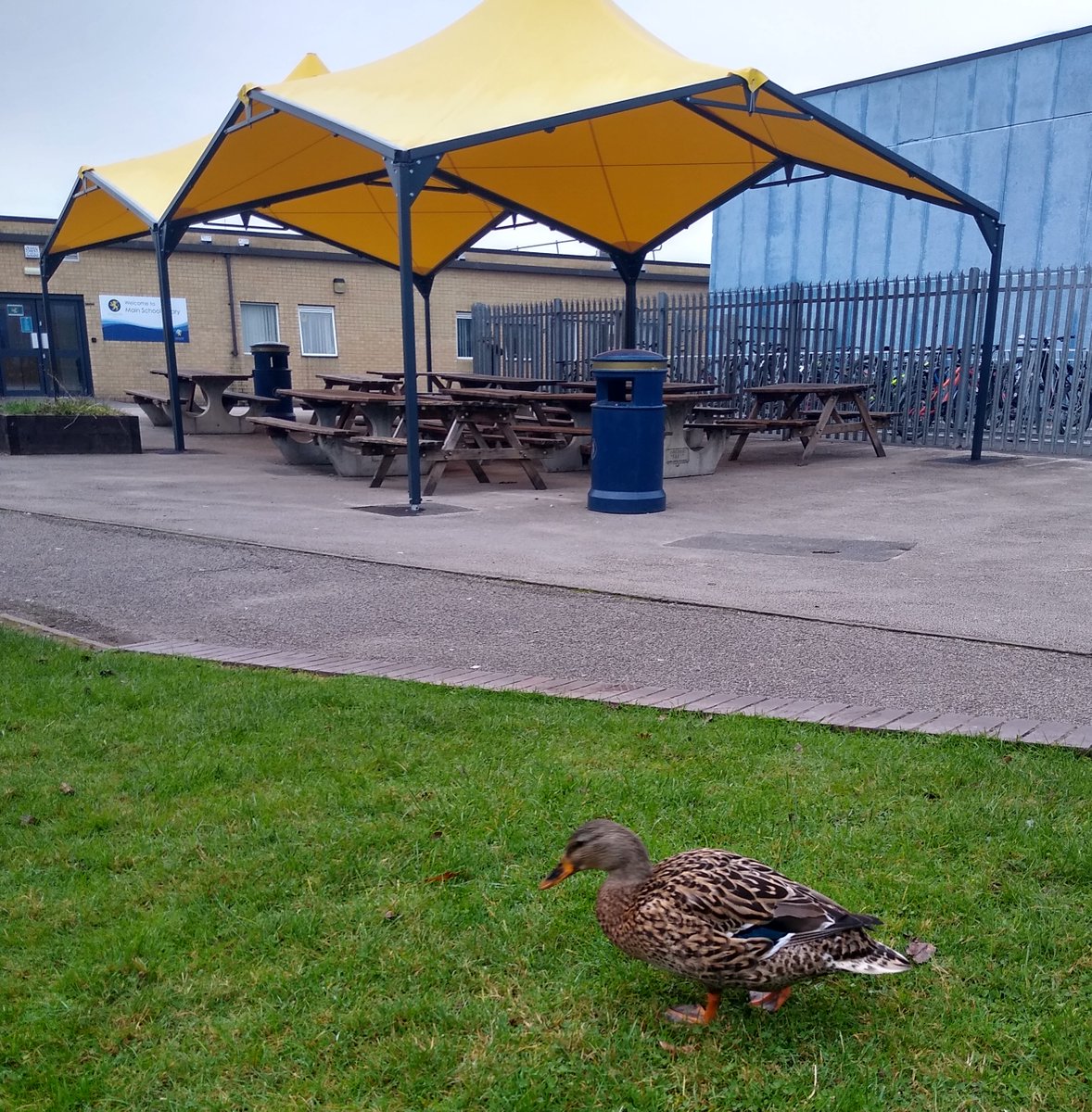 FinhamPark's tweet photo. Happy Friday from our new feathered friend. The duck has been a regular visitor on site over the last few weeks; we think he's flying over from a local pond. The staff and students are loving seeing him (?) around site. https://t.co/hBo2byuzbx