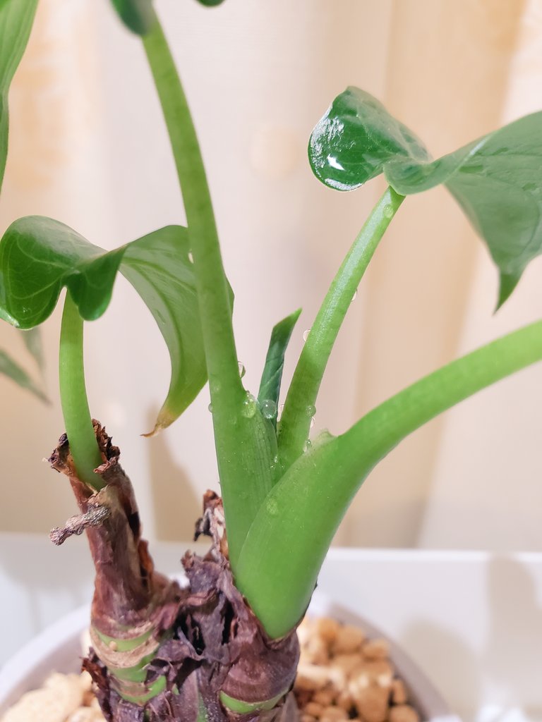 100均植物 Twitter Search Twitter 100均植物 Twitter Search Twitter
