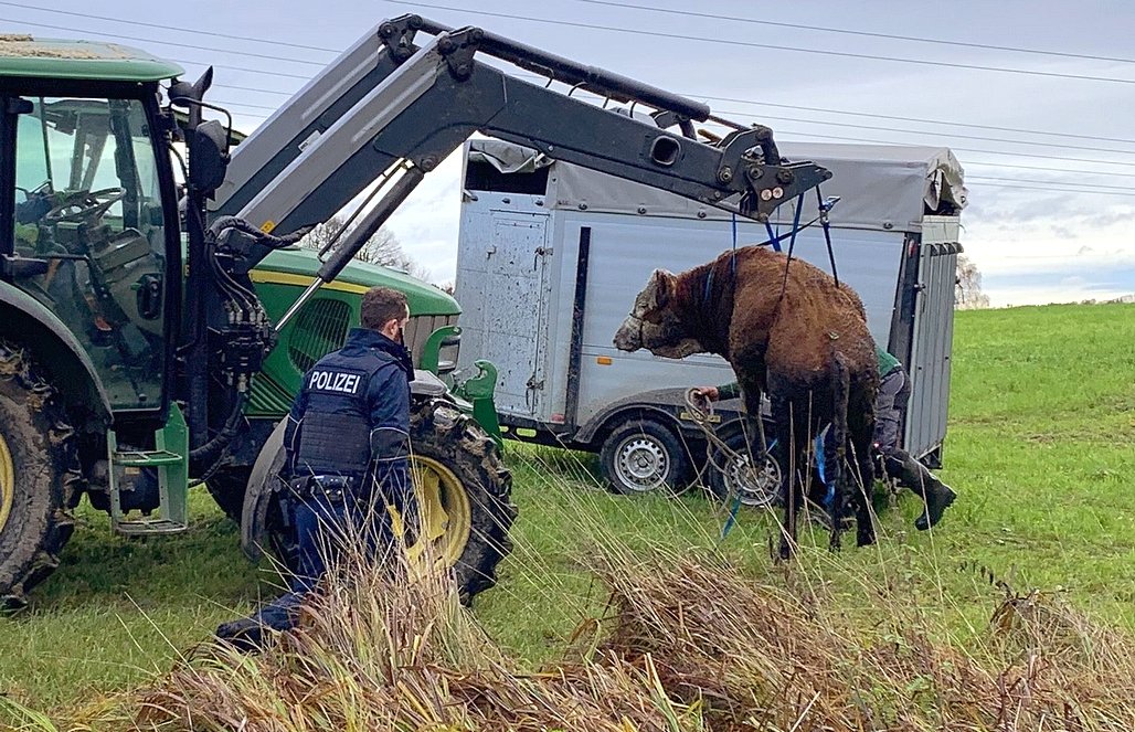 bpol_by's tweet photo. Tierischer Einsatz von Landes- und #Bundespolizei #Rosenheim: Neun Rinder waren am Donnerstag bei #Schechen nahe der #Bahnstrecke aus der Umzäunung ausgebrochen. Acht Tiere konnten rasch eingefangen werden. Eines blieb verschwunden. Es wurde erst am Freitagmorgen gefunden. *RO https://t.co/E7v4eamsnR