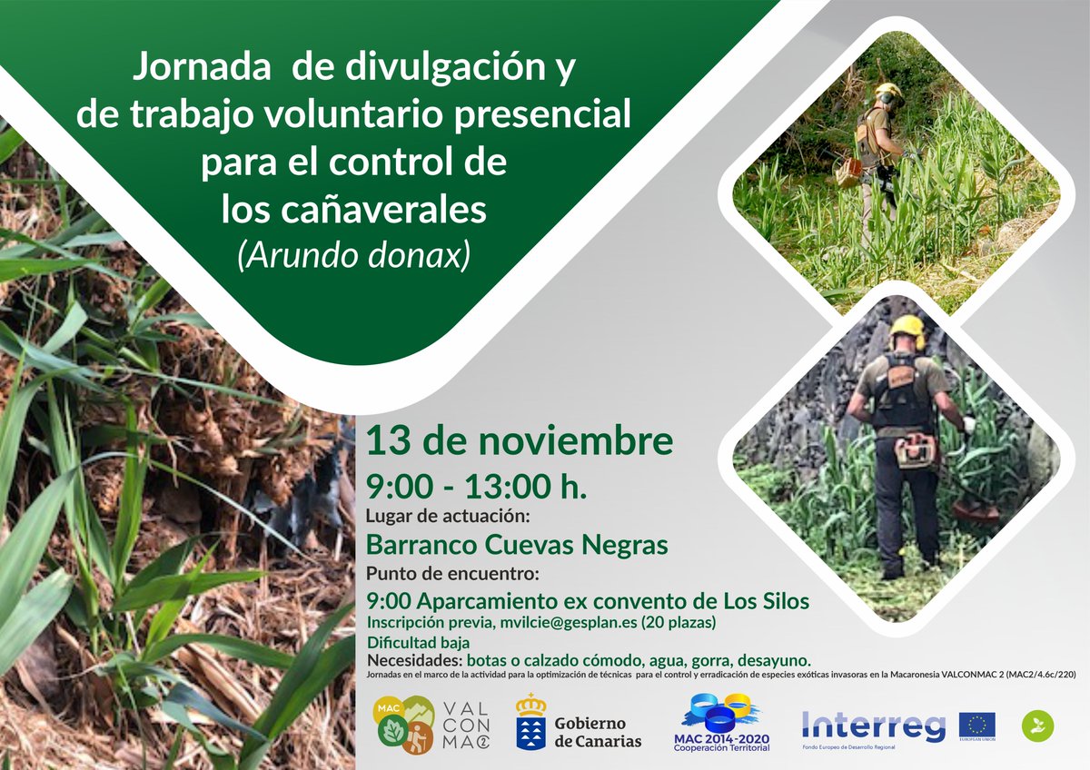 valconmac2's tweet photo. Día 13, de 09:00 a 13:00 (hora canaria) Jornada de divulgación y voluntariado para el control de los cañaverales (Arundo donax), una de las Especies Exóticas Invasoras (EEI) que más amenaza nuestros hábitats. #Contamoscontigo https://t.co/jt9NzBLBkX