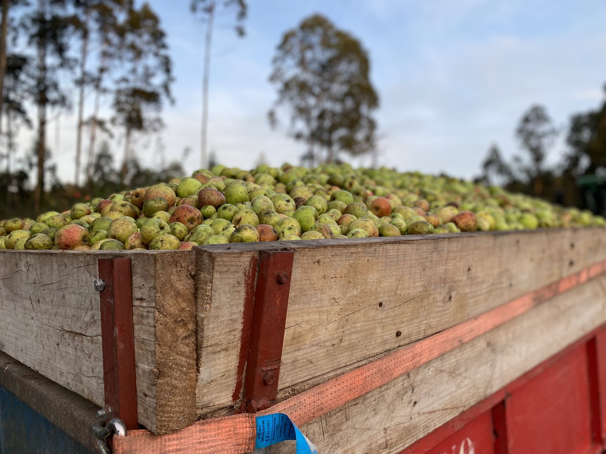 Cerramos la semana recibiendo más y más manzana para la nueva campaña!!! 🍏🍎 
#sidramayador #sidranaturalmbusto #sidranaturalvaldedios #cosecha2021