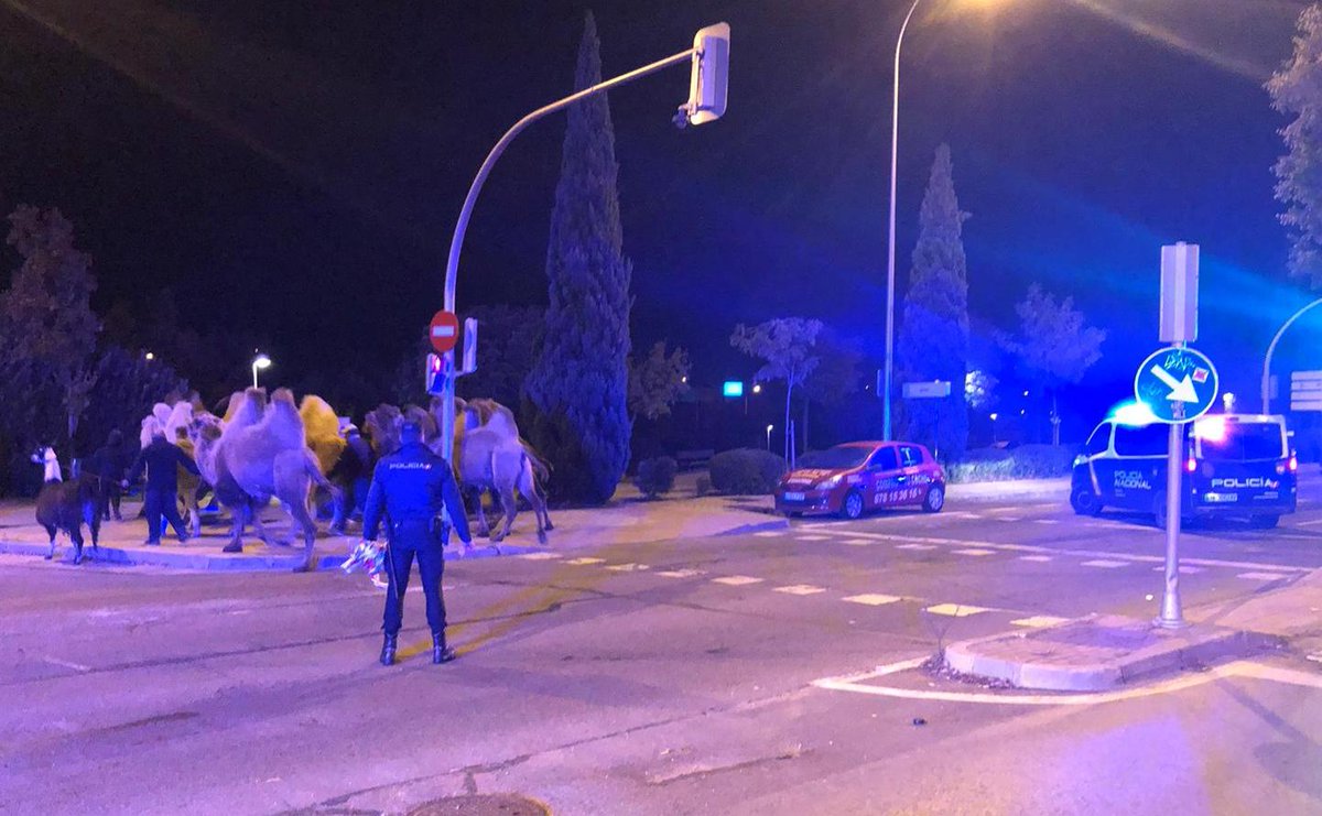 policia's tweet photo. Varios camellos🐫🐫🐫 y una llama 🦙 se han escapado esta noche de un #circo en #Madrid.

Agentes de la UPR🚔 los han localizado y custodiado para que pudieran volver sanos y salvos.

#WeLoveAnimals💙 https://t.co/4bX5T9cICf