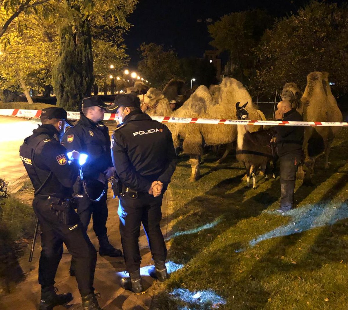 policia's tweet photo. Varios camellos🐫🐫🐫 y una llama 🦙 se han escapado esta noche de un #circo en #Madrid.

Agentes de la UPR🚔 los han localizado y custodiado para que pudieran volver sanos y salvos.

#WeLoveAnimals💙 https://t.co/4bX5T9cICf