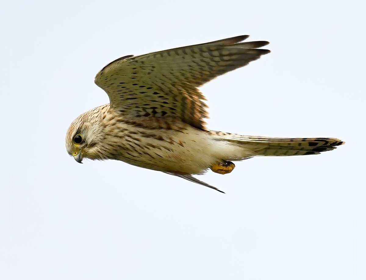 CarlBovisNature's tweet photo. Female Kestrel hanging in the air. 😀
 Taken at Botallack in Cornwall.
#TwitterNatureCommunity 🐦 https://t.co/t4ETflmIFH