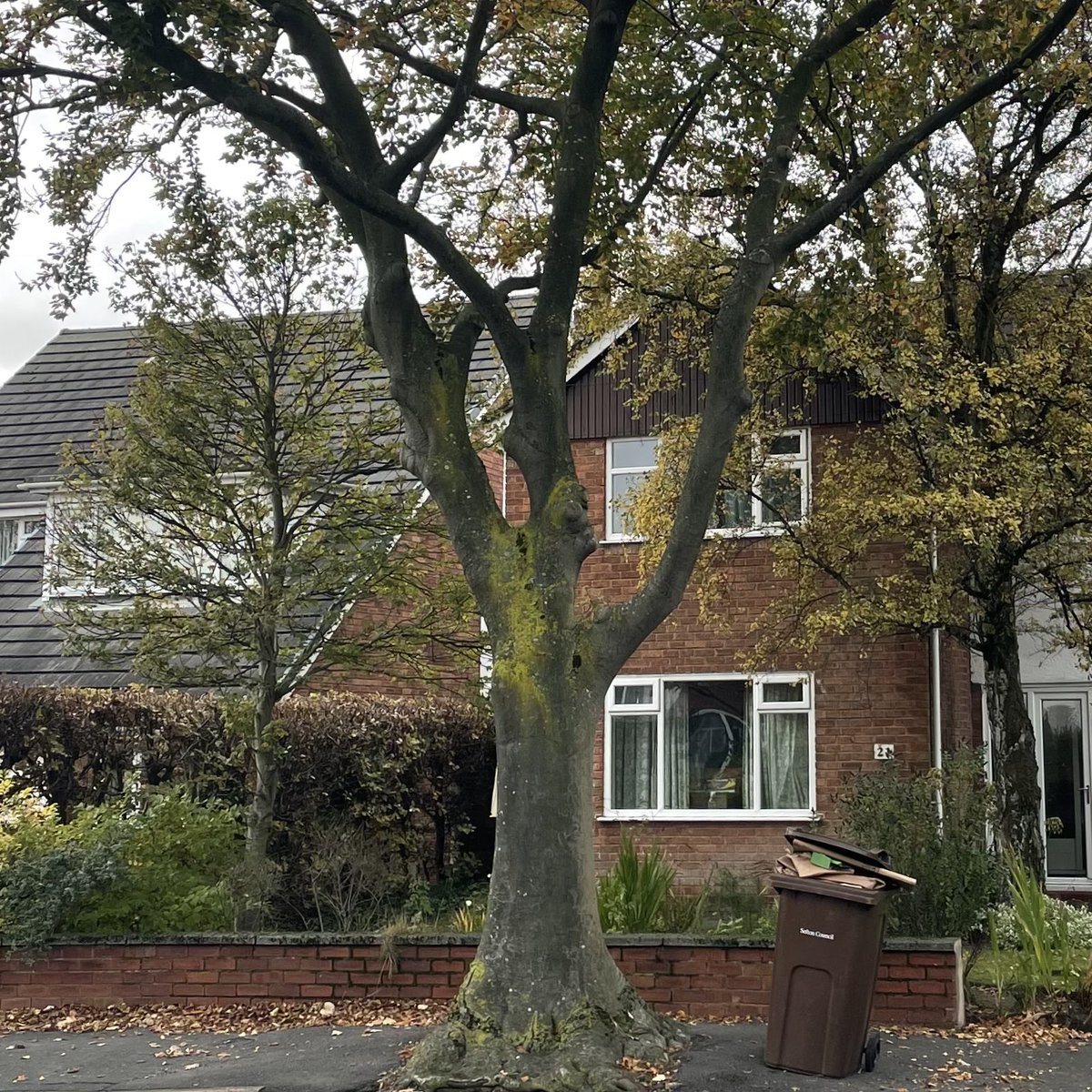 inhousegallery's tweet photo. @Bill_Esterson are you aware that perfectly healthy mature trees are being chopped down in Woodlands Road, Formby? https://t.co/ufBweSQ4n6
