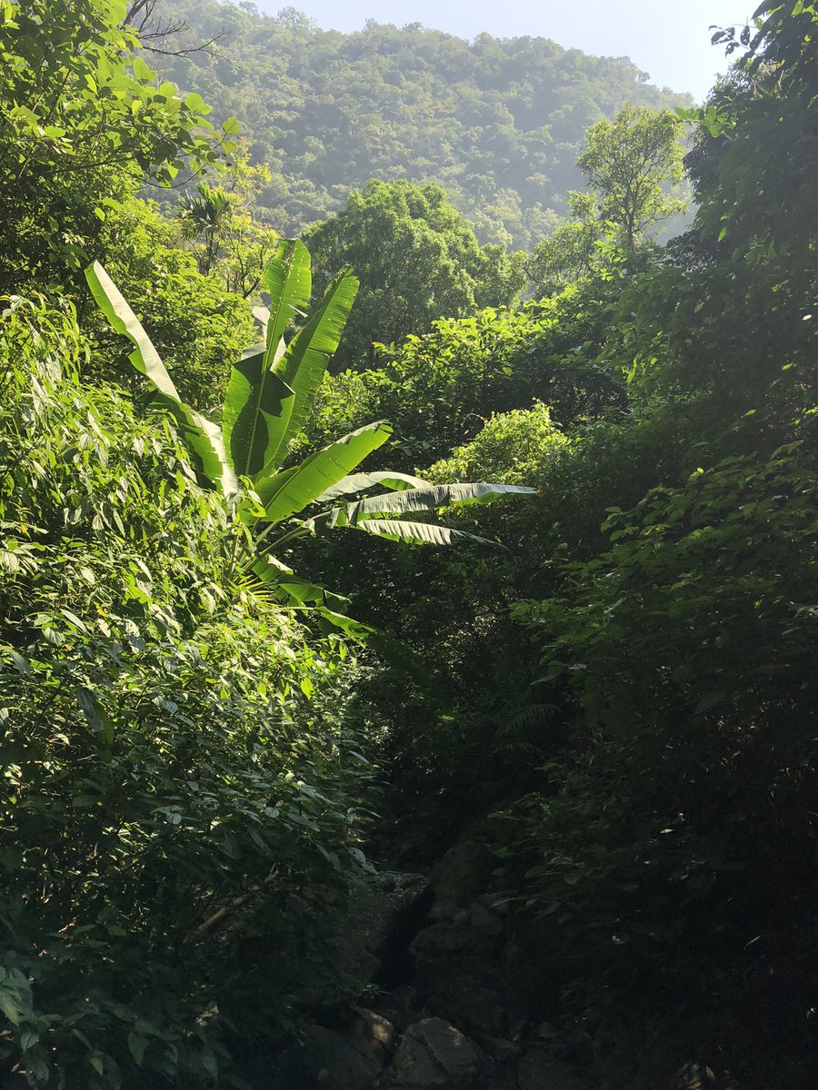 eshanikumbhani's tweet photo. Views for #Diwali this year. Pristine blues greens and azure #Meghalaya @meghtourism #cherrapunji #doubledeckerbridge #livingrootsbridge #nongriat https://t.co/BGtgkoe7FJ
