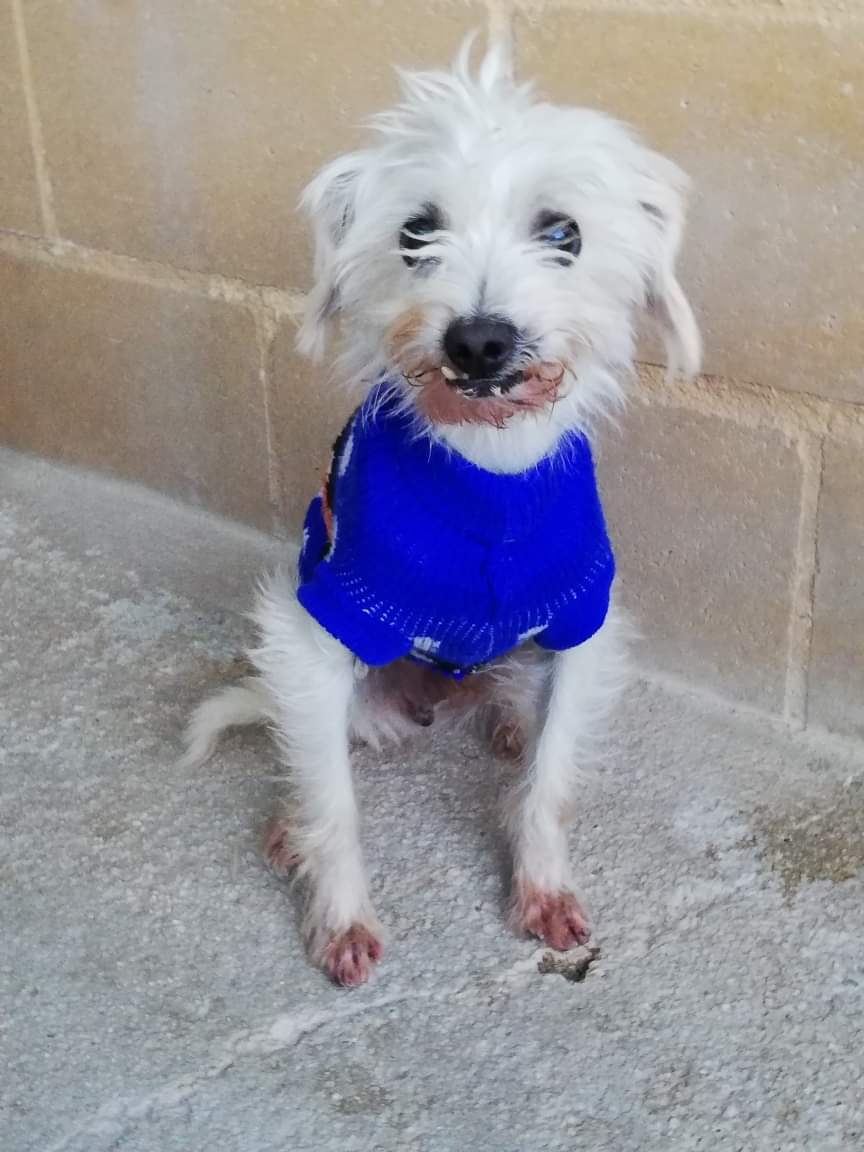 PetsLalinea's tweet photo. Ralfi 10 años.Podemos intuir x su ca desconfianza y miedo lo que ha vivido,le dan miedo los ruidos fuertes y los movimientos bruscos. Si puedes sanarle el corazón hasta que encuentre hogar definitivo escríbe #Málaga acogidas@protectoramalaga.com
https://t.co/OFttIbxhGG https://t.co/1OS1pEalgK