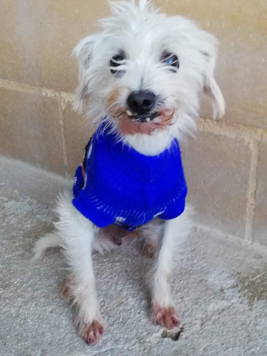 PetsLalinea's tweet photo. Ralfi 10 años.Podemos intuir x su ca desconfianza y miedo lo que ha vivido,le dan miedo los ruidos fuertes y los movimientos bruscos. Si puedes sanarle el corazón hasta que encuentre hogar definitivo escríbe #Málaga acogidas@protectoramalaga.com
https://t.co/OFttIbxhGG https://t.co/1OS1pEalgK