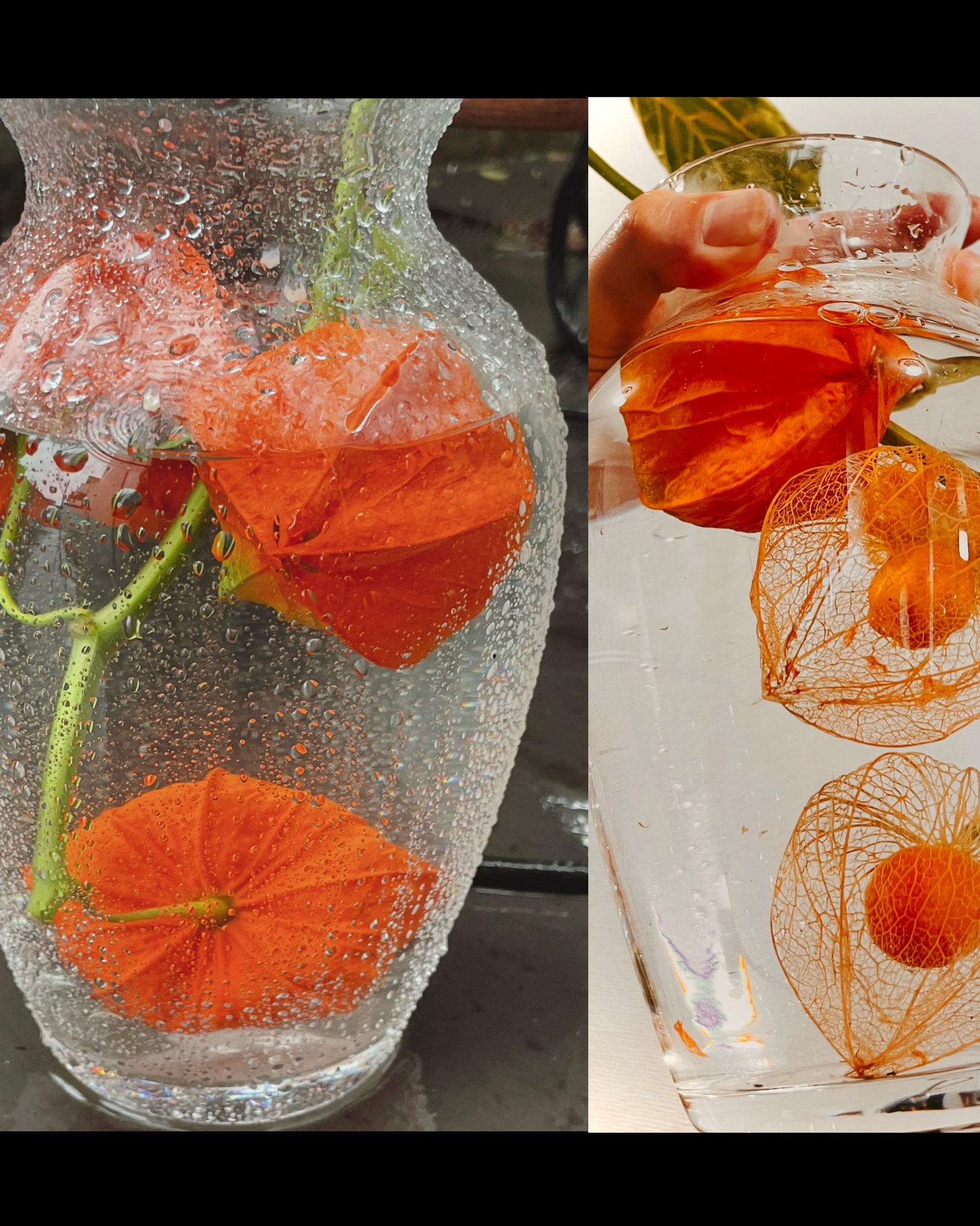 恒松祐里 Yuri Tsunematsu 母が作ってた 透かしほおずき ほおずきって漢字で書くと 鬼灯 なんだ T Co Dhhu2n6ciz Twitter