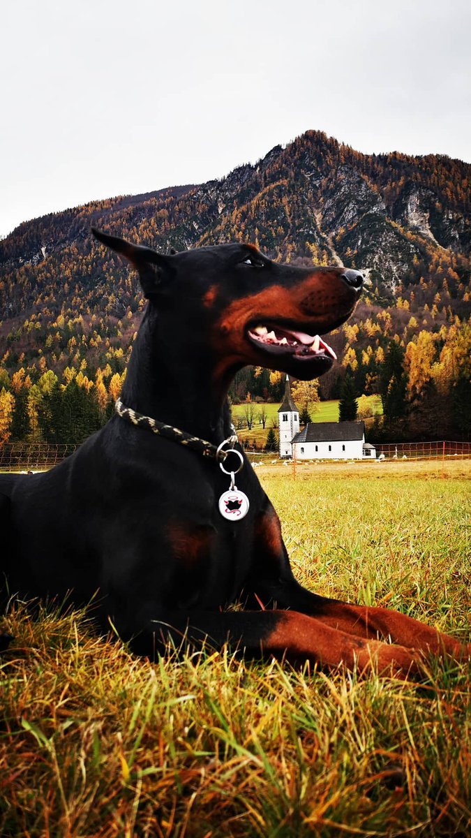 MayaTheIndigo's tweet photo. Well hello Autumn 🐾❤️ #autumn #coloursofearth #dogs #DogsofTwittter #doberman https://t.co/iV1UMP0Dnf