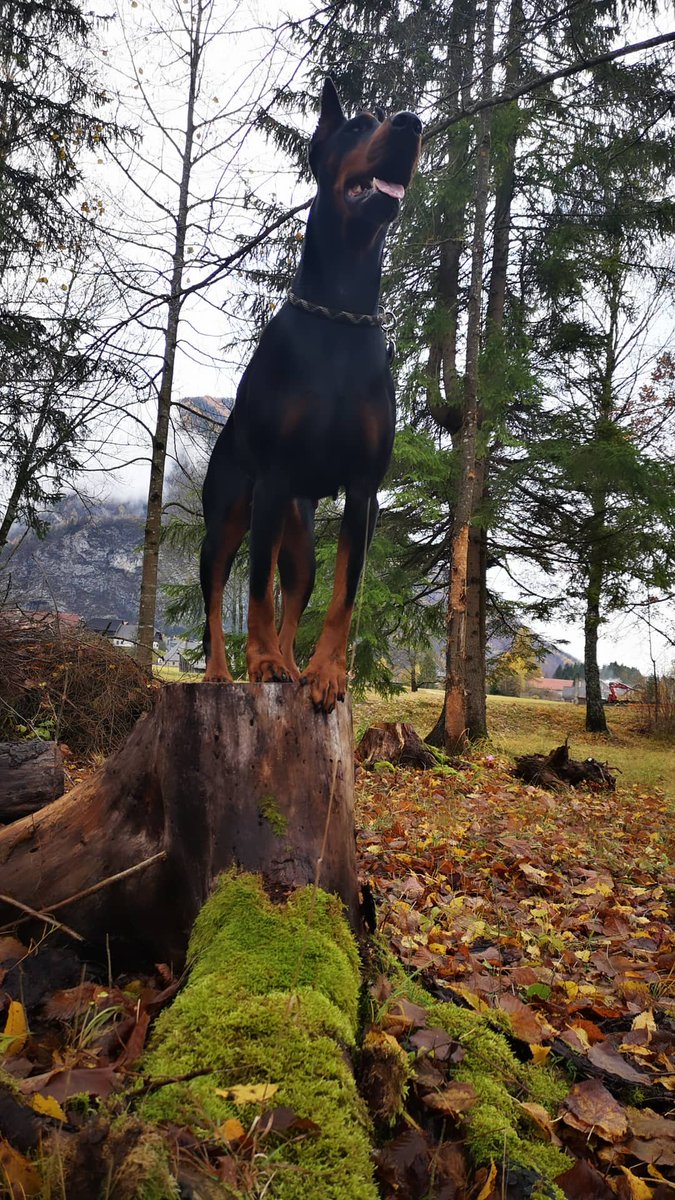 MayaTheIndigo's tweet photo. Well hello Autumn 🐾❤️ #autumn #coloursofearth #dogs #DogsofTwittter #doberman https://t.co/iV1UMP0Dnf
