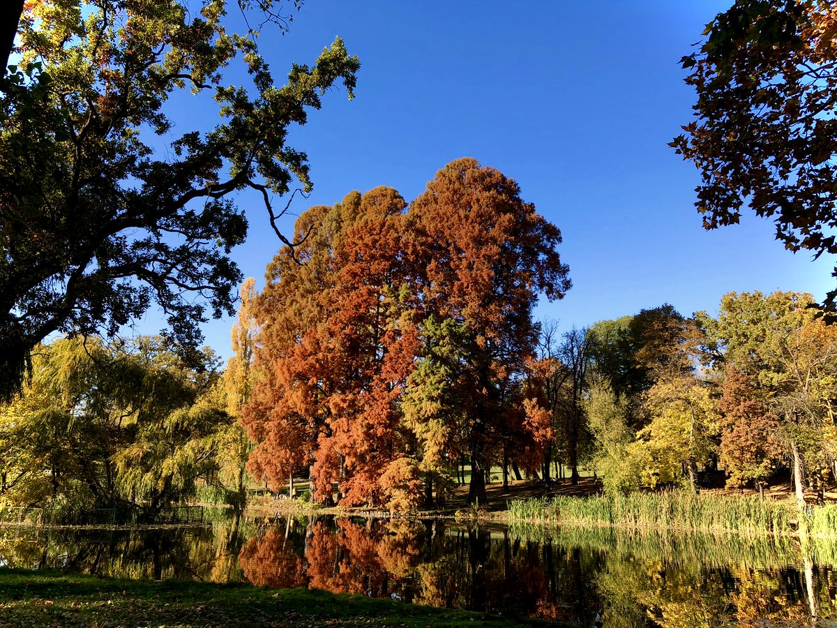 RomaniaTours's tweet photo. 🍁Colours of autumn in park🍁

🌳 This is a view in the largest park that Craiova has (third in Europe and second in Romania), the Nicolae Romanescu park is a historical area which includes green space 🌿, a hippodrome 🐎, a lake 🛶and a zoo 🐿.

🗺  https://t.co/PHJ7uZ3FhG https://t.co/muvoBmjICX