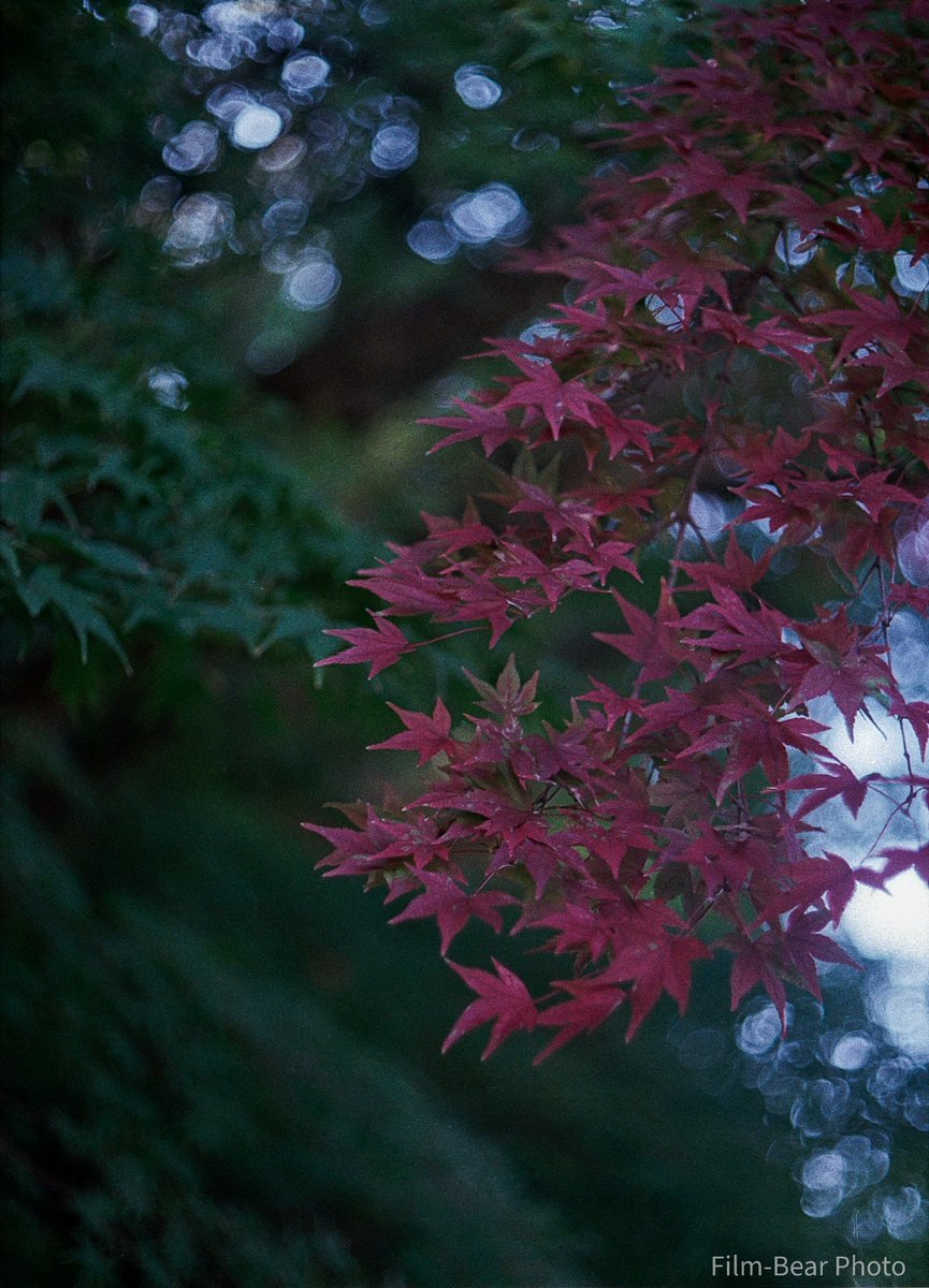 FilmBearPhoto's tweet photo. PEN Fで撮る紅葉
#olympuspenf
#halfsizedcamera
#kodakGold200
#佐賀フォト
#紅葉
#ishootfilm
#filmisnotdead
#紅葉
#楓
#filmphoto
#フィルム写真 https://t.co/MdiaLxEYCr