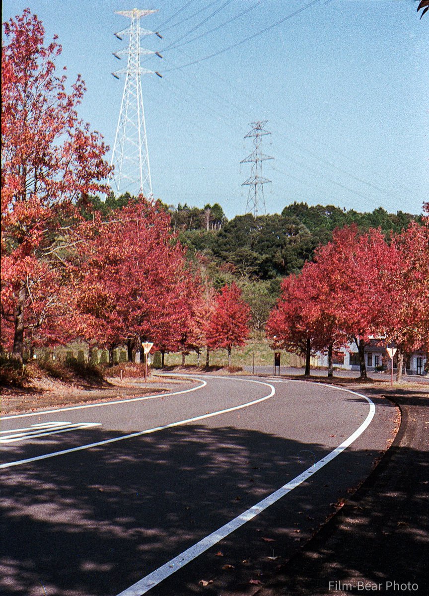 FilmBearPhoto's tweet photo. PEN Fで撮る紅葉
#olympuspenf
#halfsizedcamera
#kodakGold200
#佐賀フォト
#紅葉
#ishootfilm
#filmisnotdead
#紅葉
#楓
#filmphoto
#フィルム写真 https://t.co/MdiaLxEYCr