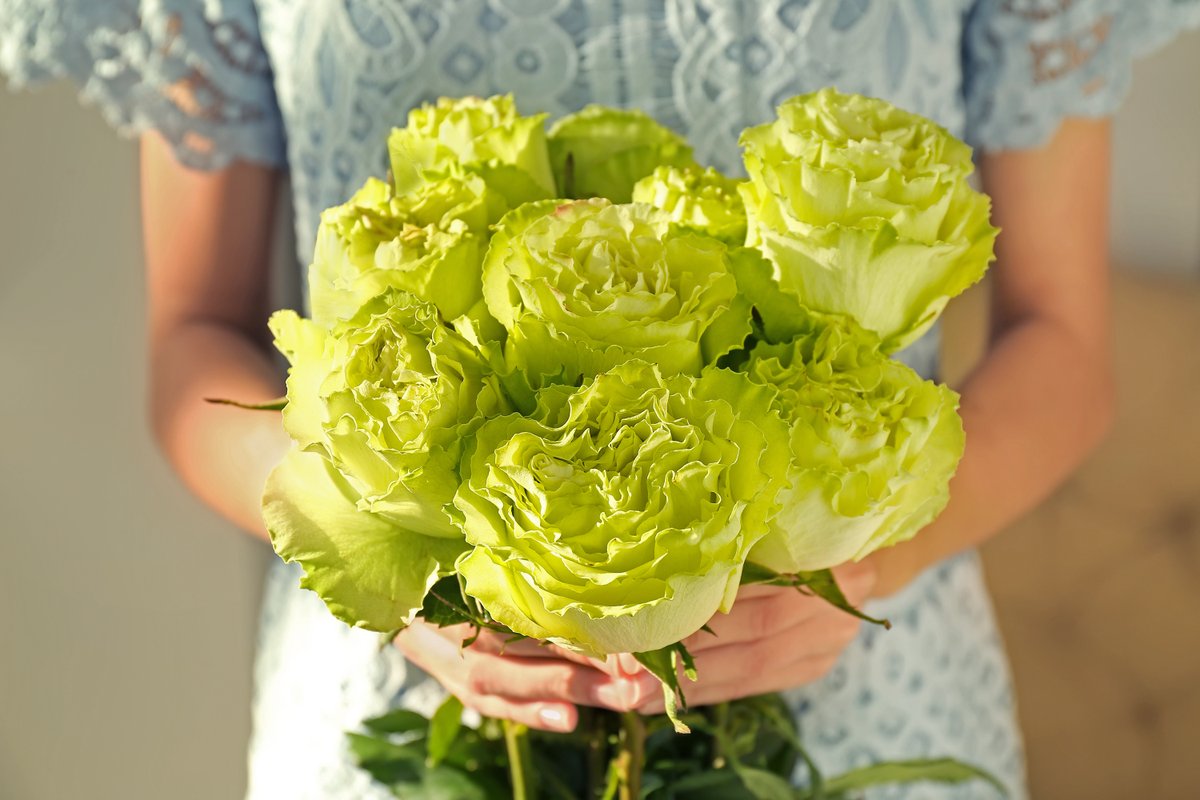 Tessacorproses's tweet photo. Green is the ultimate color of life and nature. It’s one of the hues we crave the most when it’s not found in our natural surroundings. 💚

Luckily, our stunning #greenroses grow year-round!

Just a few large stems are all you need for your life to feel ‘in color’ again! Try it. https://t.co/TEYUY31dlg