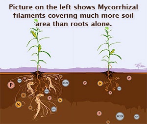 TILLING AND FUNGICIDES DESTROYS AMF
They  destroy AMF and other #beneficialfungi. Yes, it may take care of mildews on your crops - but if you're having #diseaseproblems that means your #microbialcommunity is not in balance.
Find out how to fix it. Contact STBiologicals.com
